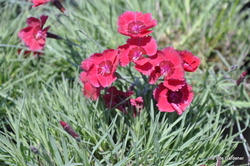 Dianthus Eastern Star — photo 4